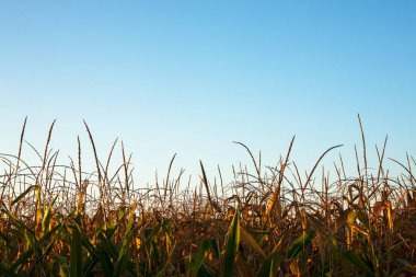Yeşil mısır tarlasının tepesinde.