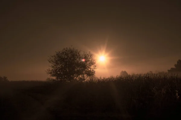 Siluette Drzewa Tle Zachodu Słońca — Zdjęcie stockowe