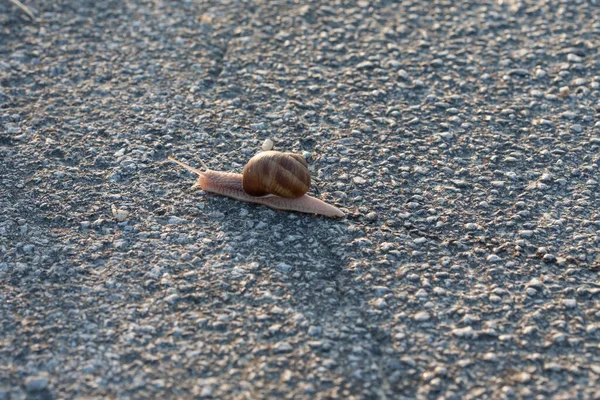 Closeup Shot Snail Crawling Tarmak — Stock Photo, Image