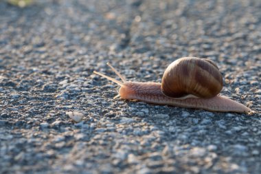 Tarmak 'ta sürünen bir salyangozun yakın çekimi..