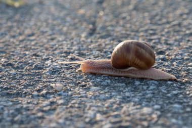 Tarmak 'ta sürünen bir salyangozun yakın çekimi..