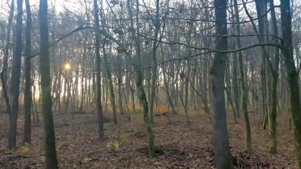 Оголена Лісова Панорама Всі Листя Впали Наприкінці Осені — стокове відео