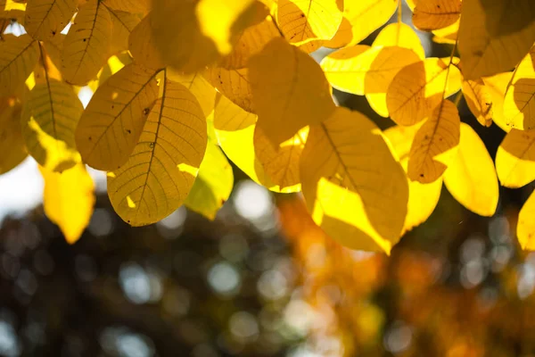 Close Yellow Leaves Sun — Stock Photo, Image