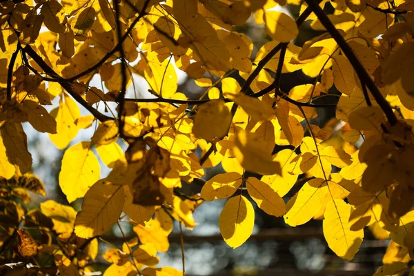 Close Yellow Leaves Sun — Stock Photo, Image