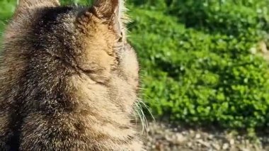 Yeşil çimlere bakan kedi. Bir kediye bakıyorum..