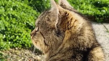 Yeşil çimlere bakan kedi. Bir kediye bakıyorum..