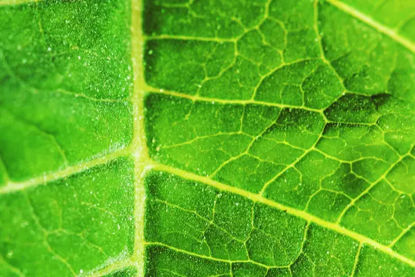 Background texture green leaf structure macro photography