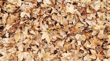 Kuru, topraksı yapraklardan oluşan bir battaniye zemini kaplayarak sonbaharın doğal döngüsünün güzelliğini gözler önüne seriyor. Kahverengi, turuncu ve sarı renklerin karışımı, mevsimsel değişimin özünü yakalayan dokulu ve dingin bir sahne yaratır..