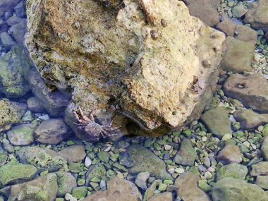 Temiz, sığ suyun yakın görüntüsü kayaları, çakıl taşlarını ve küçük bir deniz kabuğunu ortaya çıkarıyor. Şeffaf su, batık taşların doğal dokularını ve renklerini ön plana çıkararak huzurlu bir sahil manzarası yaratıyor..