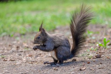 Squirrel, wild, forest, brown, nuts