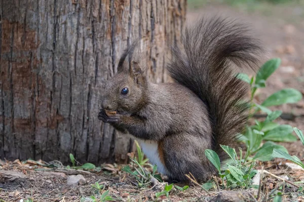 Squirrel, wild, forest, brown, nuts