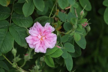 Rosa damascena. Damask gülü. Yağ taşıyıcı gül. Bulgar gül yağı