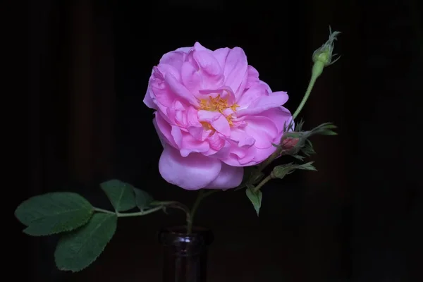 Rosa Damascena Damask Róża Róża Olejowa Bułgarski Olej Różany — Zdjęcie stockowe