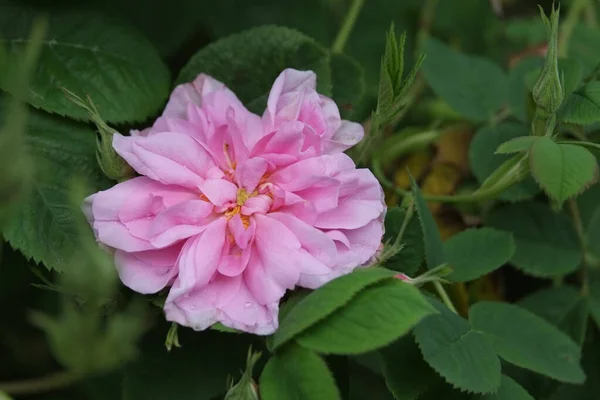 Stock image Rosa damascena. Damask rose. Oil-bearing rose. Bulgarian rose oil