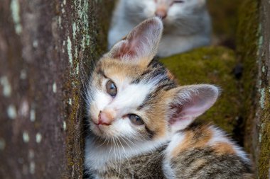 Ta Som Tapınağı, Angkor, Siem Reap, Kamboçya, Phrea Khan tapınağındaki vahşi maymun, Angkor kompleksindeki tapınaklardan biri.