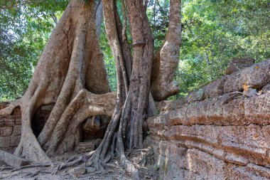 Angkor, Siem Reap, Kamboçya, Ta Phrom Tapınağı. Angkor kompleksinin içindeki tapınaklardan biri.