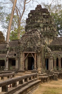 Angkor, Siem Reap, Kamboçya, Ta Phrom Tapınağı. Angkor kompleksinin içindeki tapınaklardan biri.