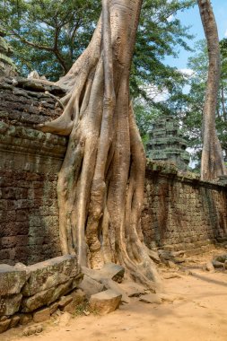 Angkor, Siem Reap, Kamboçya, Ta Phrom Tapınağı. Angkor kompleksinin içindeki tapınaklardan biri.