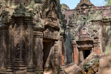 Angkor, Siem Reap, Kamboçya, Ta Phrom Tapınağı. Angkor kompleksinin içindeki tapınaklardan biri.