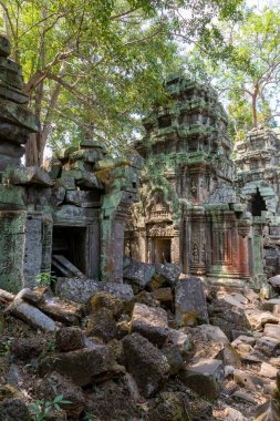 Angkor, Siem Reap, Kamboçya, Ta Phrom Tapınağı. Angkor kompleksinin içindeki tapınaklardan biri.