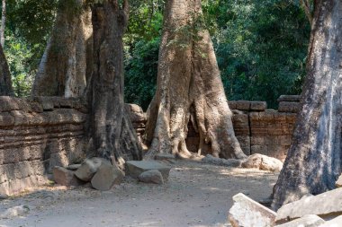 Angkor, Siem Reap, Kamboçya, Ta Phrom Tapınağı. Angkor kompleksinin içindeki tapınaklardan biri.