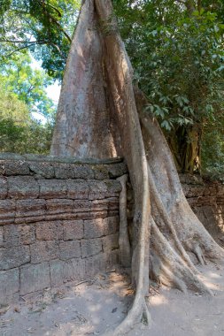 Angkor, Siem Reap, Kamboçya, Ta Phrom Tapınağı. Angkor kompleksinin içindeki tapınaklardan biri.