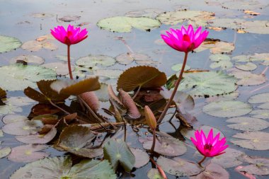 Kamboçya, Siyam Hasadı, Angkor. Dünyaca ünlü Angkor Wat 'ta gündoğumunda nilüferler.