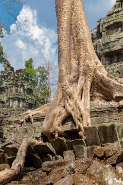 Angkor, Siem Reap, Kamboçya, Ta Phrom Tapınağı. Angkor kompleksinin içindeki tapınaklardan biri.