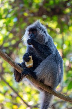 Phrea Khan Tapınağı, Angkor, Siem Reap, Kamboçya, Phrea Khan tapınağındaki vahşi maymun, Angkor kompleksindeki tapınaklardan biri.