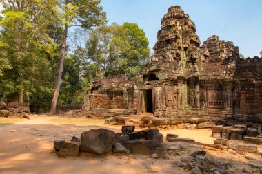 Ta Som Tapınağı, Angkor, Siem Reap, Kamboçya, Phrea Khan tapınağındaki vahşi maymun, Angkor kompleksindeki tapınaklardan biri.