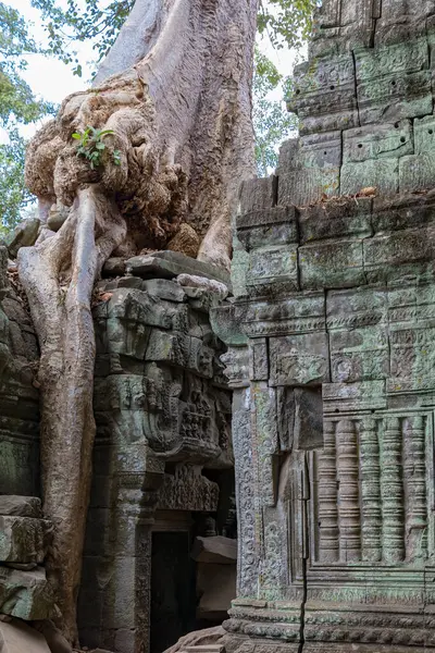 Angkor, Siem Reap, Kamboçya, Ta Phrom Tapınağı. Angkor kompleksinin içindeki tapınaklardan biri.