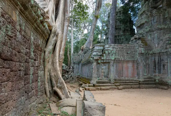 Angkor, Siem Reap, Kamboçya, Ta Phrom Tapınağı. Angkor kompleksinin içindeki tapınaklardan biri.