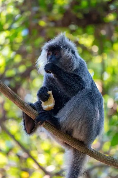 Phrea Khan Tapınağı, Angkor, Siem Reap, Kamboçya, Phrea Khan tapınağındaki vahşi maymun, Angkor kompleksindeki tapınaklardan biri.