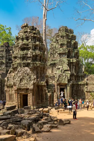Angkor, Siem Reap, Kamboçya, Ta Phrom Tapınağı. Angkor kompleksinin içindeki tapınaklardan biri.