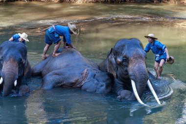 Chiang Dao, Chiang Mai, Tayland - 20 Ocak 2007: Mahoutlar ve filleri banyo zamanı