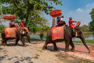 Ayutthaya, Tayland 'da antik bir tapınak yakınlarında fil süren turistler. 