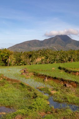 Teraslı pirinç tarlaları, palmiye ağaçları ve bulutlu bir gökyüzünün altındaki orman dağları.