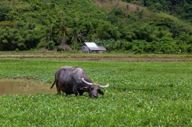 Su Bufalosu (Carabao) Palmiye ağaçları ve tepeleri, Palawan, Filipinler ile yeşil bataklık tarlasında otluyor 