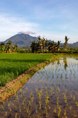 Teraslı pirinç tarlaları, palmiye ağaçları ve bulutlu bir gökyüzünün altındaki orman dağları.