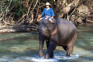 Chiang Dao, Chiang Mai, Tayland - 20 Ocak 2007: Mahout ve bir fil banyo zamanı