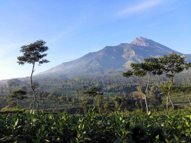 Beautiful indonesian landscape with Mount Mrapi in the background. Central Java Indonesia.