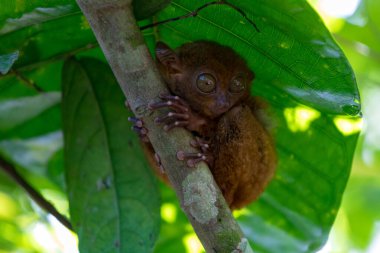 Close up portrait of tarsier, one of the world's smallest primates