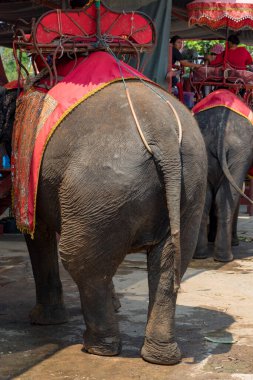 Filler, Tayland 'ın Ayutthaya kentindeki Wat Phra Ram Tapınağı yakınlarında turistlerin binmesini bekliyor. 