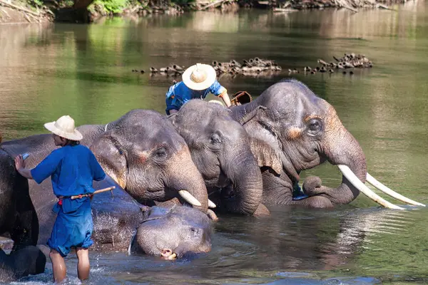 Chiang Dao, Chiang Mai, Tayland - 20 Ocak 2007: Mahoutlar ve filleri banyo zamanı