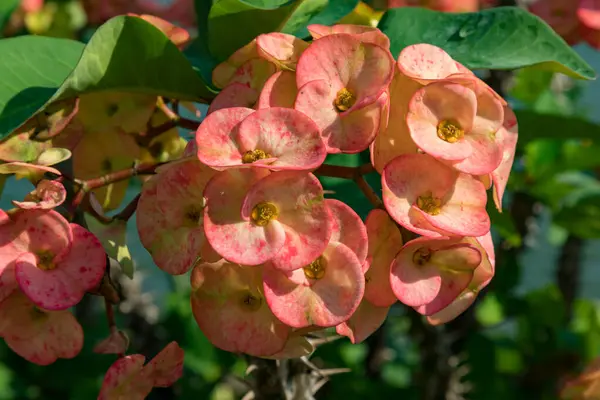 Güneşli bir günde bahçede açan dikenli taç çiçeklerinin yakın görüntüsü.