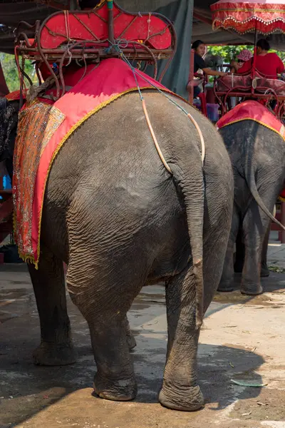 Filler, Tayland 'ın Ayutthaya kentindeki Wat Phra Ram Tapınağı yakınlarında turistlerin binmesini bekliyor. 