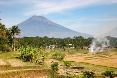 Teraslı pirinç tarlaları gündüz ele geçirildi, Endonezya