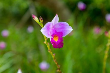 Güzel bambu orkide çiçekleri ve yeşil otların yakın plan görüntüsü  