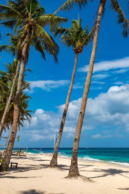 Boracay Filipinler Plajı, Tropikal Palmiye Ağaçları Manzarası, Temiz Turkuaz Su Tatili