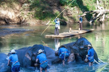 Chiang Dao, Chiang Mai, Tayland - 20 Ocak 2007: Mahoutlar ve filleri banyo zamanı